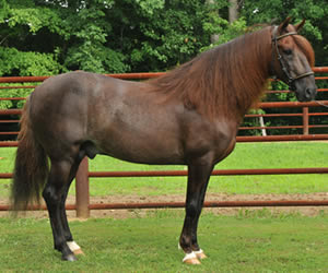 paso fino stallion