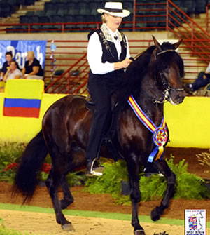 paso fino for sale