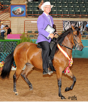paso fino for sale