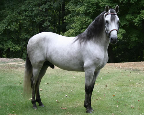 paso fino horse