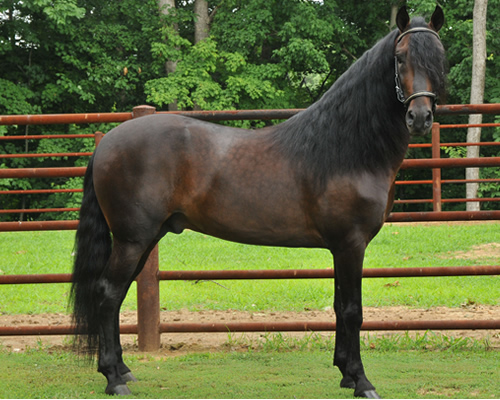 paso fino stallion