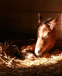 foal