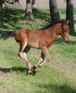 foal