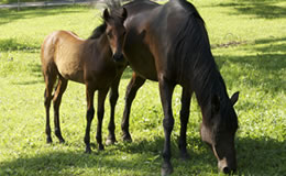 foal
