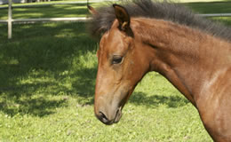 foal