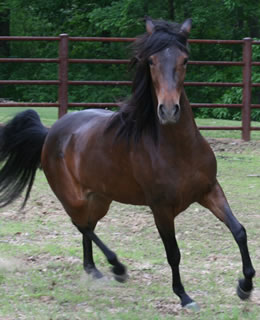 fino